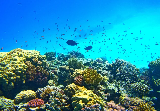 Diving Adventures: Deep, Shore, Wall, Drift, Macro, and Muck