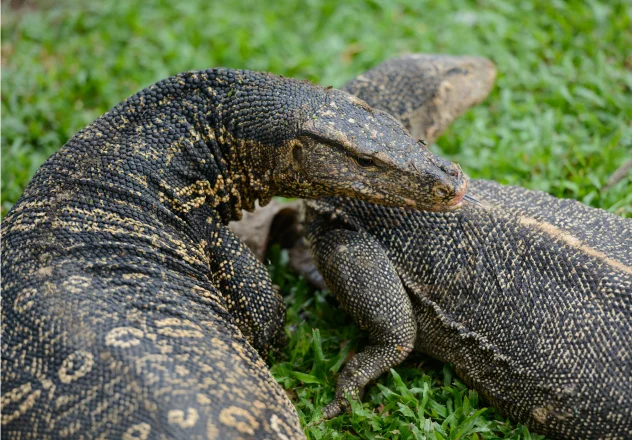 Wildlife of Komodo National Park